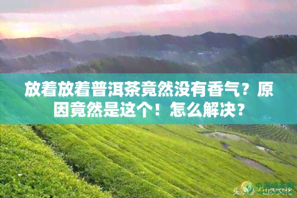 放着放着普洱茶竟然没有香气？原因竟然是这个！怎么解决？