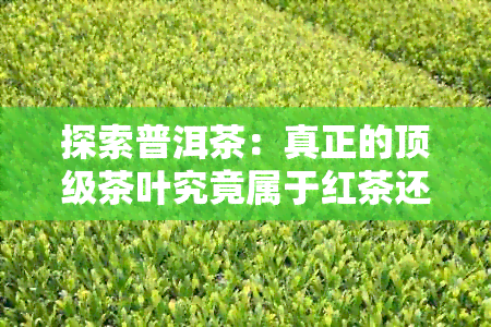 探索普洱茶：真正的顶级茶叶究竟属于红茶还是绿茶？