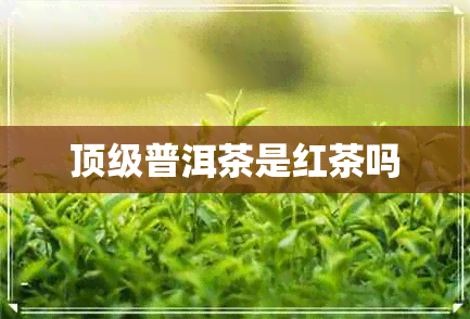 顶级普洱茶是红茶吗