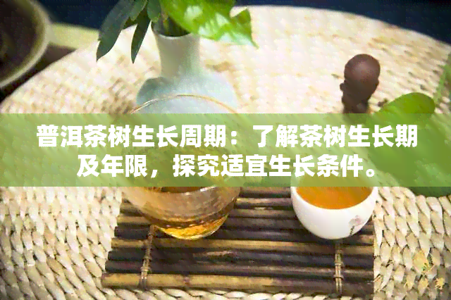 普洱茶树生长周期：了解茶树生长期及年限，探究适宜生长条件。