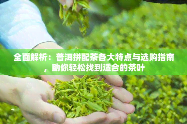 全面解析：普洱拼配茶各大特点与选购指南，助你轻松找到适合的茶叶