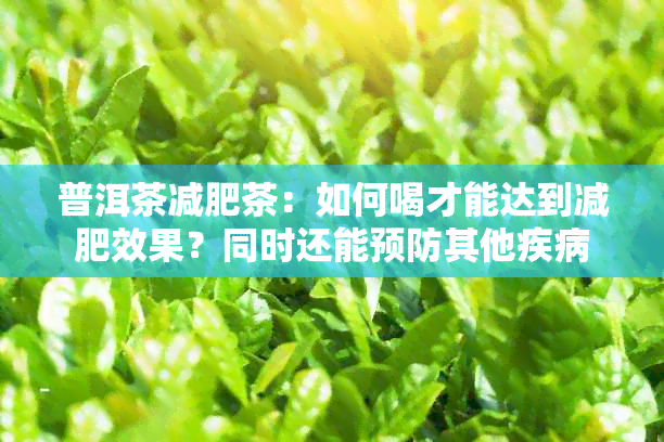 普洱茶减肥茶：如何喝才能达到减肥效果？同时还能预防其他疾病