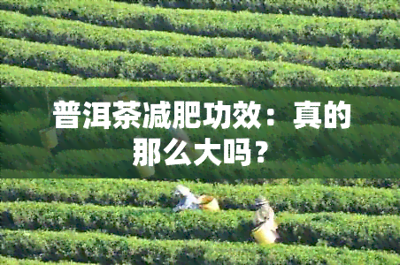 普洱茶减肥功效：真的那么大吗？