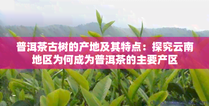 普洱茶古树的产地及其特点：探究云南地区为何成为普洱茶的主要产区