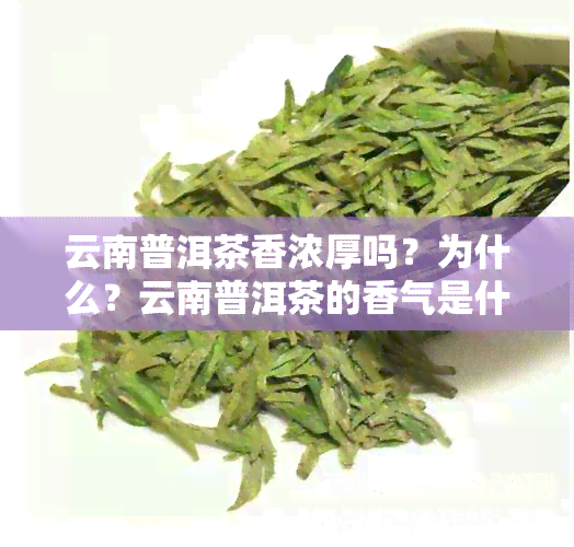 云南普洱茶香浓厚吗？为什么？云南普洱茶的香气是什么香？口感如何？