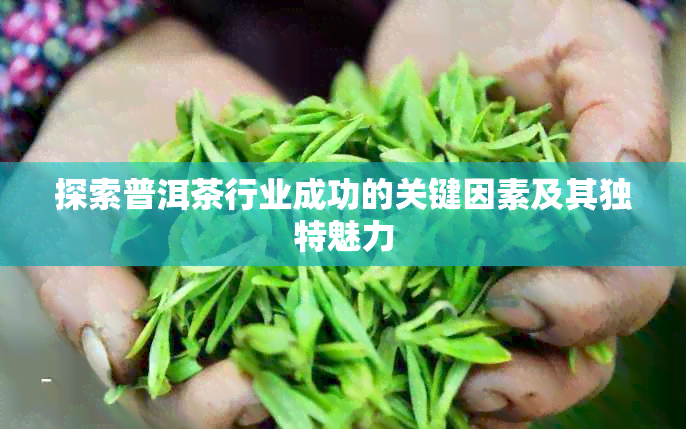 探索普洱茶行业成功的关键因素及其独特魅力