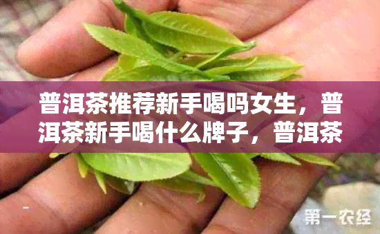 普洱茶推荐新手喝吗女生，普洱茶新手喝什么牌子，普洱茶入门推荐。