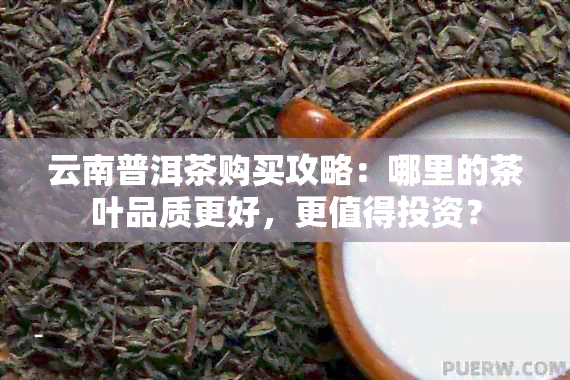 云南普洱茶购买攻略：哪里的茶叶品质更好，更值得投资？