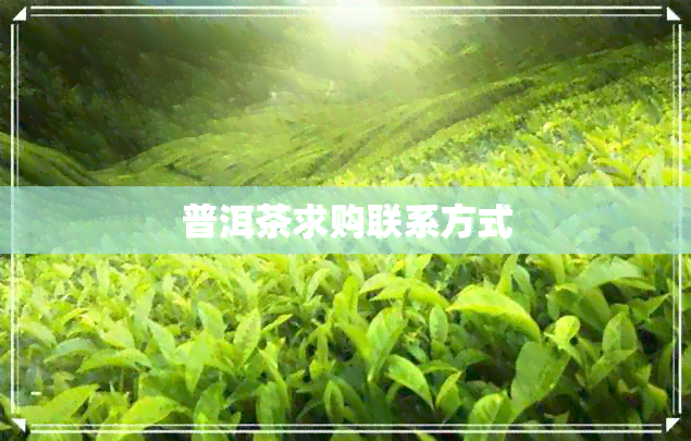 普洱茶求购联系方式