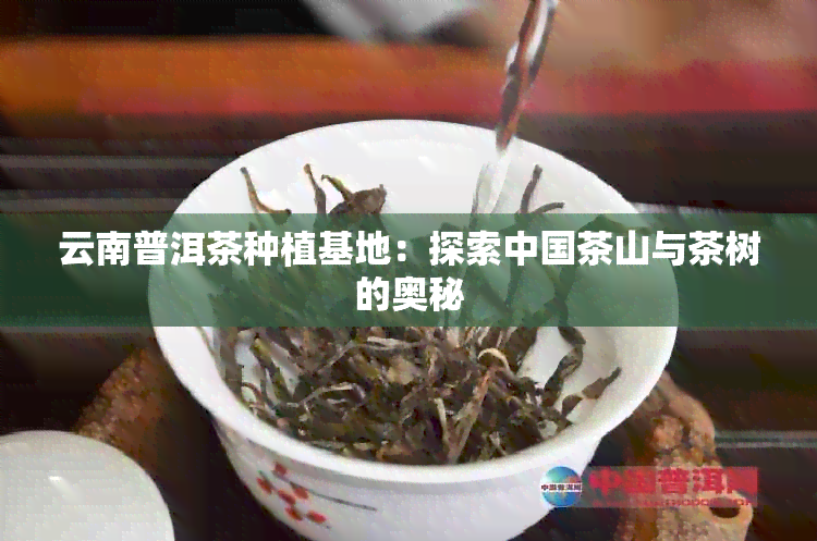 云南普洱茶种植基地：探索中国茶山与茶树的奥秘