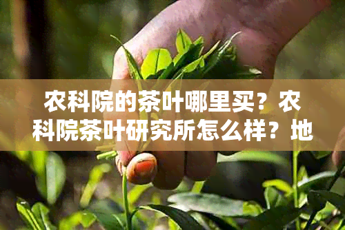 农科院的茶叶哪里买？农科院茶叶研究所怎么样？地点在哪里？