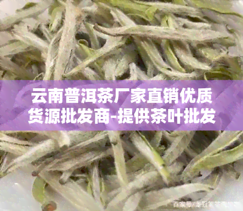 云南普洱茶厂家直销优质货源批发商-提供茶叶批发价格