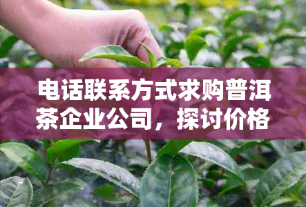 电话联系方式求购普洱茶企业公司，探讨价格与收购方案