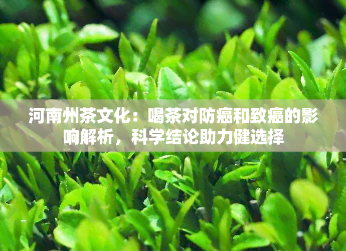 河南州茶文化：喝茶对防癌和致癌的影响解析，科学结论助力健选择