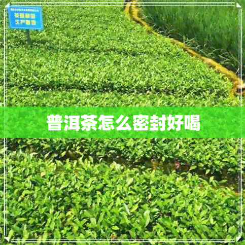 普洱茶怎么密封好喝