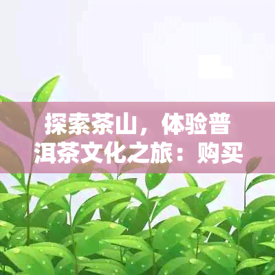 探索茶山，体验普洱茶文化之旅：购买优质普洱茶的建议与指南