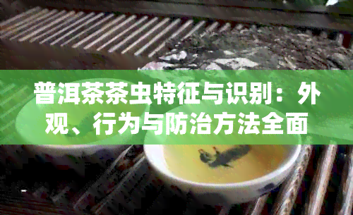 普洱茶茶虫特征与识别：外观、行为与防治方法全面解析