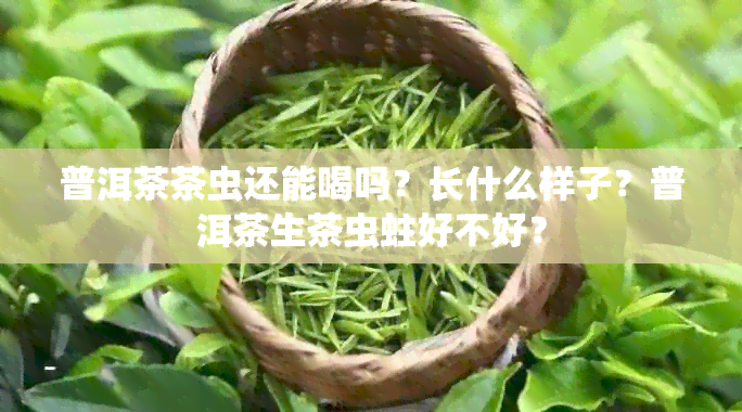 普洱茶茶虫还能喝吗？长什么样子？普洱茶生茶虫蛀好不好？