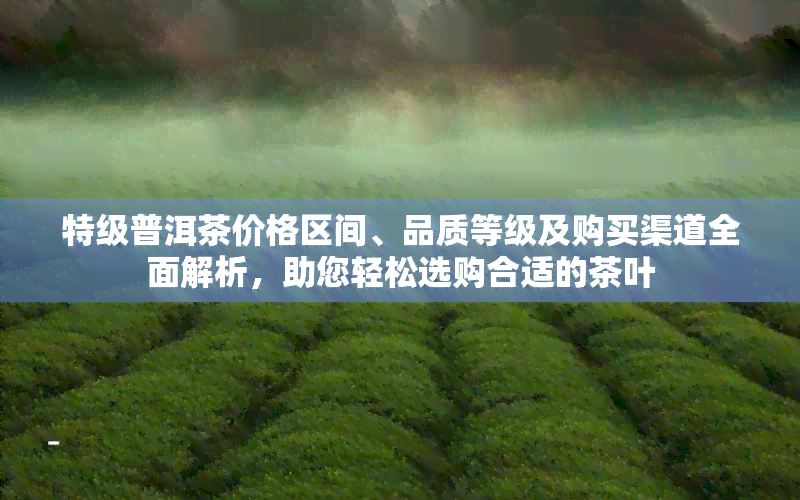 特级普洱茶价格区间、品质等级及购买渠道全面解析，助您轻松选购合适的茶叶