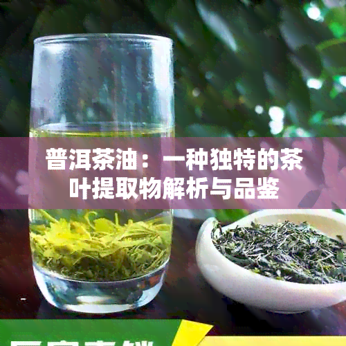 普洱茶油：一种独特的茶叶提取物解析与品鉴