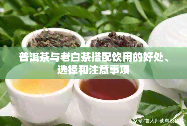 普洱茶与老白茶搭配饮用的好处、选择和注意事项