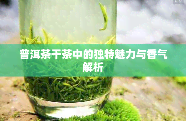 普洱茶干茶中的独特魅力与香气解析