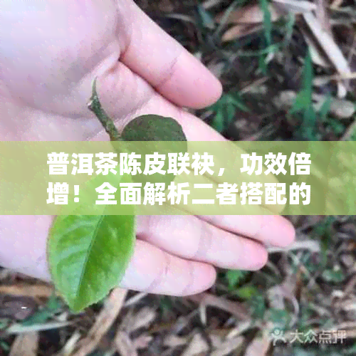 普洱茶陈皮联袂，功效倍增！全面解析二者搭配的理作用与适用人群