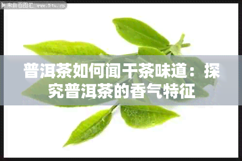 普洱茶如何闻干茶味道：探究普洱茶的香气特征