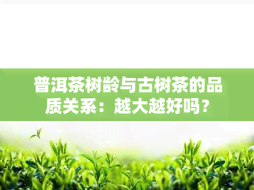 普洱茶树龄与古树茶的品质关系：越大越好吗？