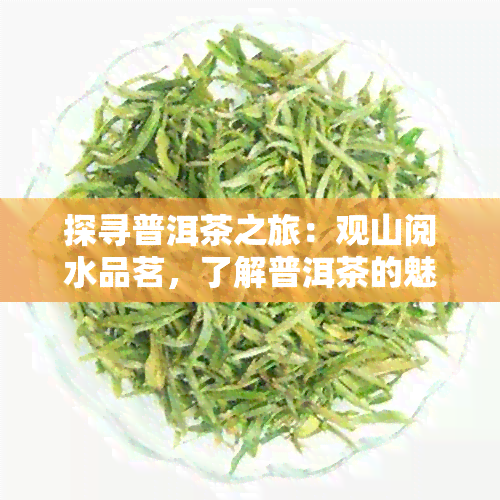 探寻普洱茶之旅：观山阅水品茗，了解普洱茶的魅力与制作工艺