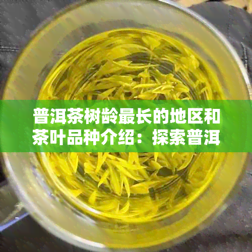 普洱茶树龄最长的地区和茶叶品种介绍：探索普洱茶的世界之最