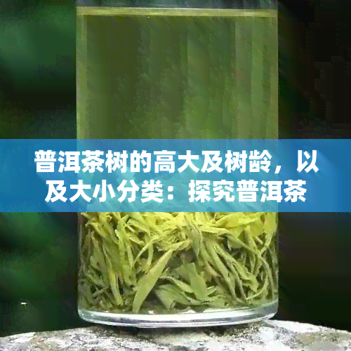 普洱茶树的高大及树龄，以及大小分类：探究普洱茶的树的尺寸和生长年代