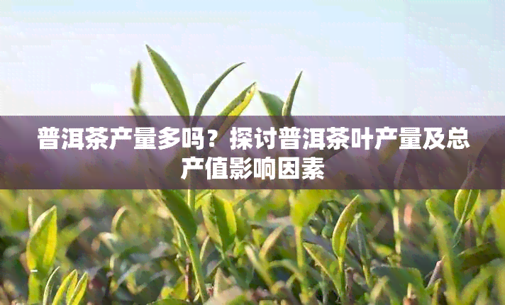 普洱茶产量多吗？探讨普洱茶叶产量及总产值影响因素