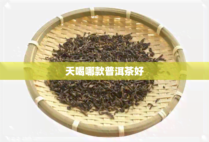 天喝哪款普洱茶好