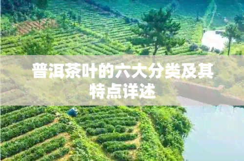 普洱茶叶的六大分类及其特点详述