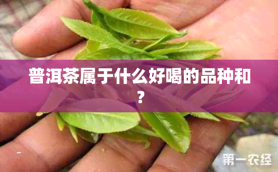 普洱茶属于什么好喝的品种和？