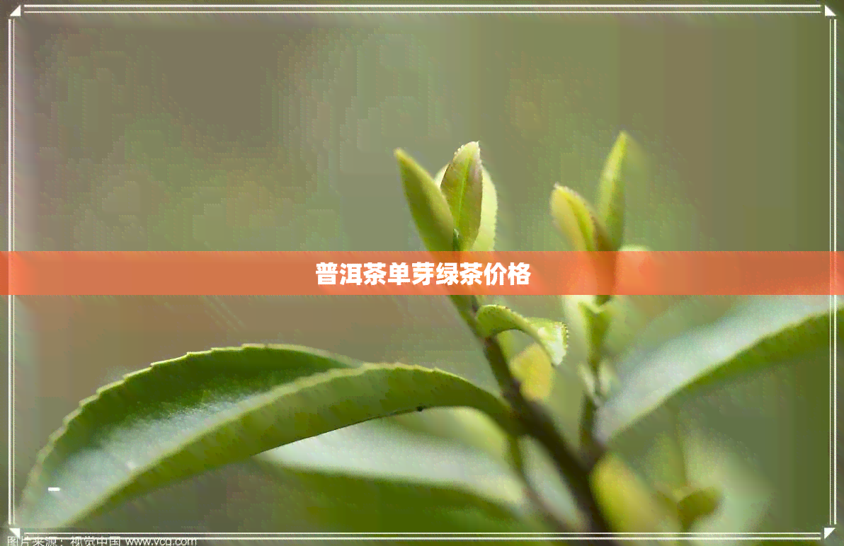 普洱茶单芽绿茶价格