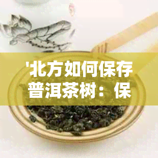 '北方如何保存普洱茶树：保存方法与技巧'