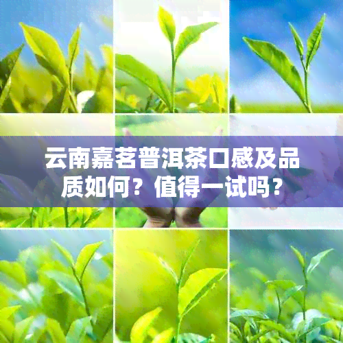 云南嘉茗普洱茶口感及品质如何？值得一试吗？