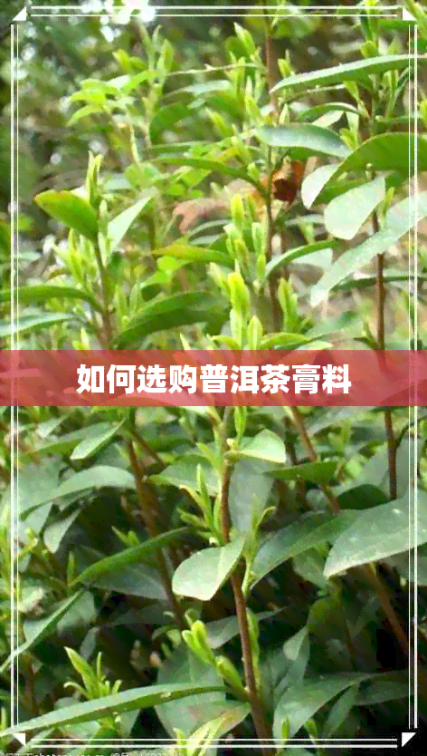 如何选购普洱茶膏料