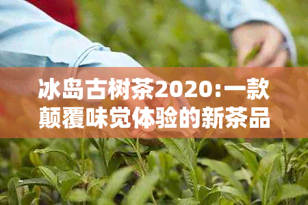 冰岛古树茶2020:一款颠覆味觉体验的新茶品