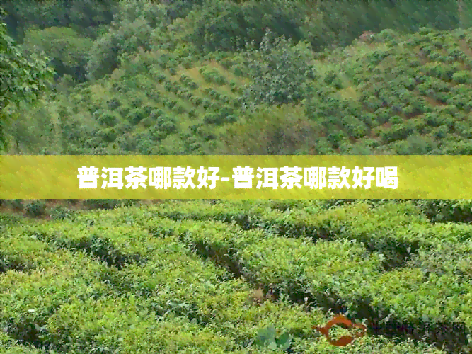 普洱茶哪款好-普洱茶哪款好喝