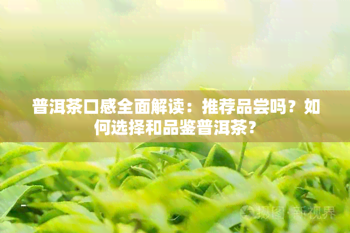 普洱茶口感全面解读：推荐品尝吗？如何选择和品鉴普洱茶？