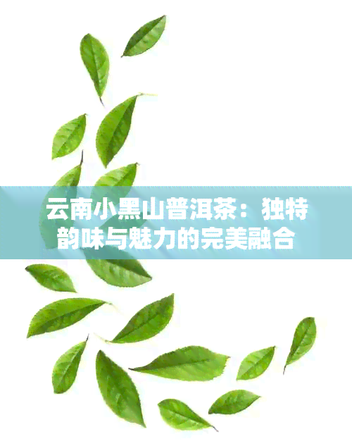 云南小黑山普洱茶：独特韵味与魅力的完美融合