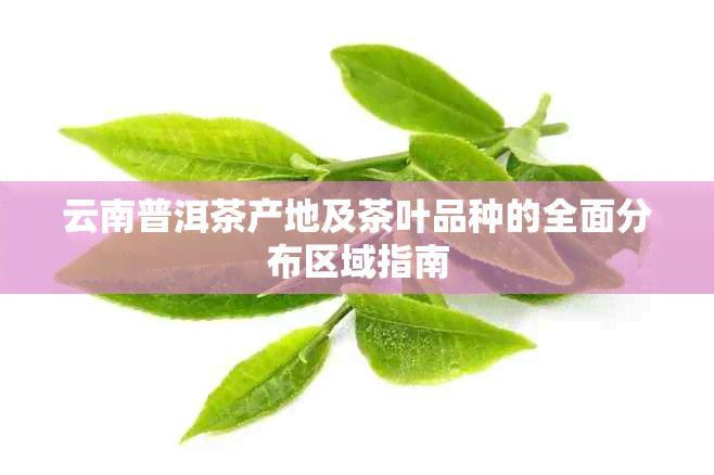 云南普洱茶产地及茶叶品种的全面分布区域指南