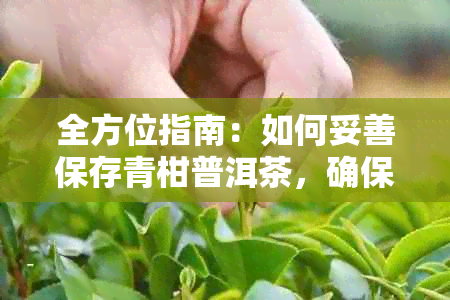 全方位指南：如何妥善保存青柑普洱茶，确保其品质与口感？