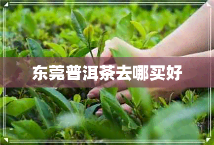 东莞普洱茶去哪买好