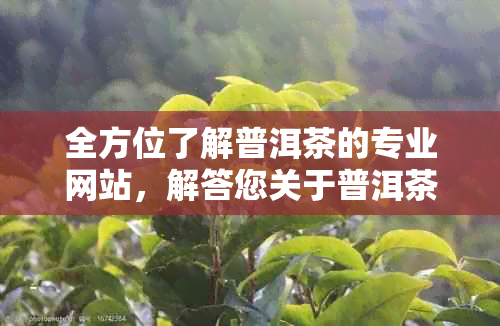 全方位了解普洱茶的专业网站，解答您关于普洱茶的所有疑问