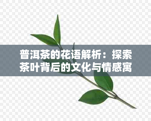 普洱茶的花语解析：探索茶叶背后的文化与情感寓意