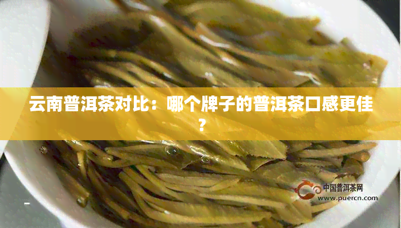 云南普洱茶对比：哪个牌子的普洱茶口感更佳？